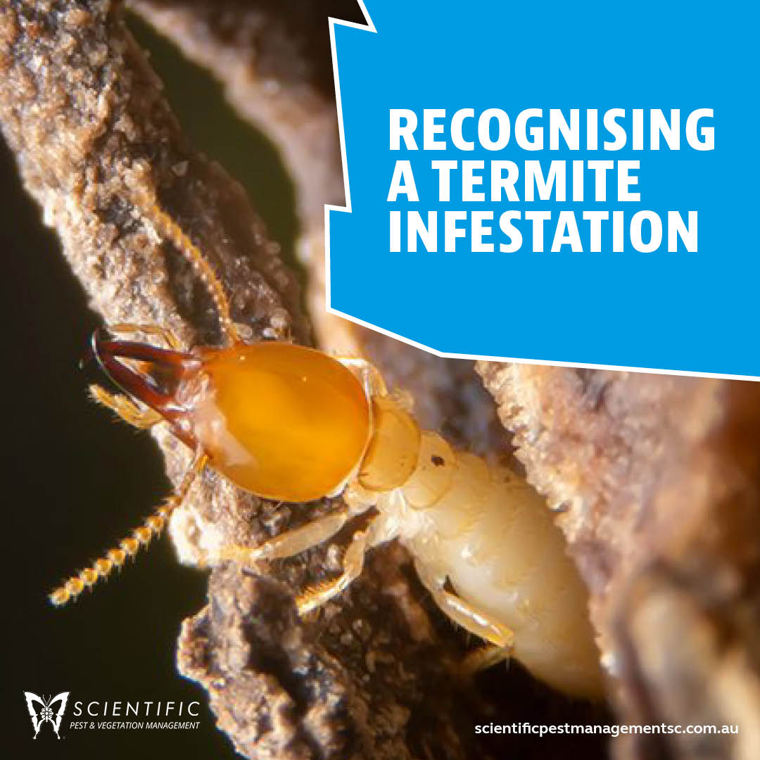 It's bad news... - Scientific Pest Management Sunshine Coast