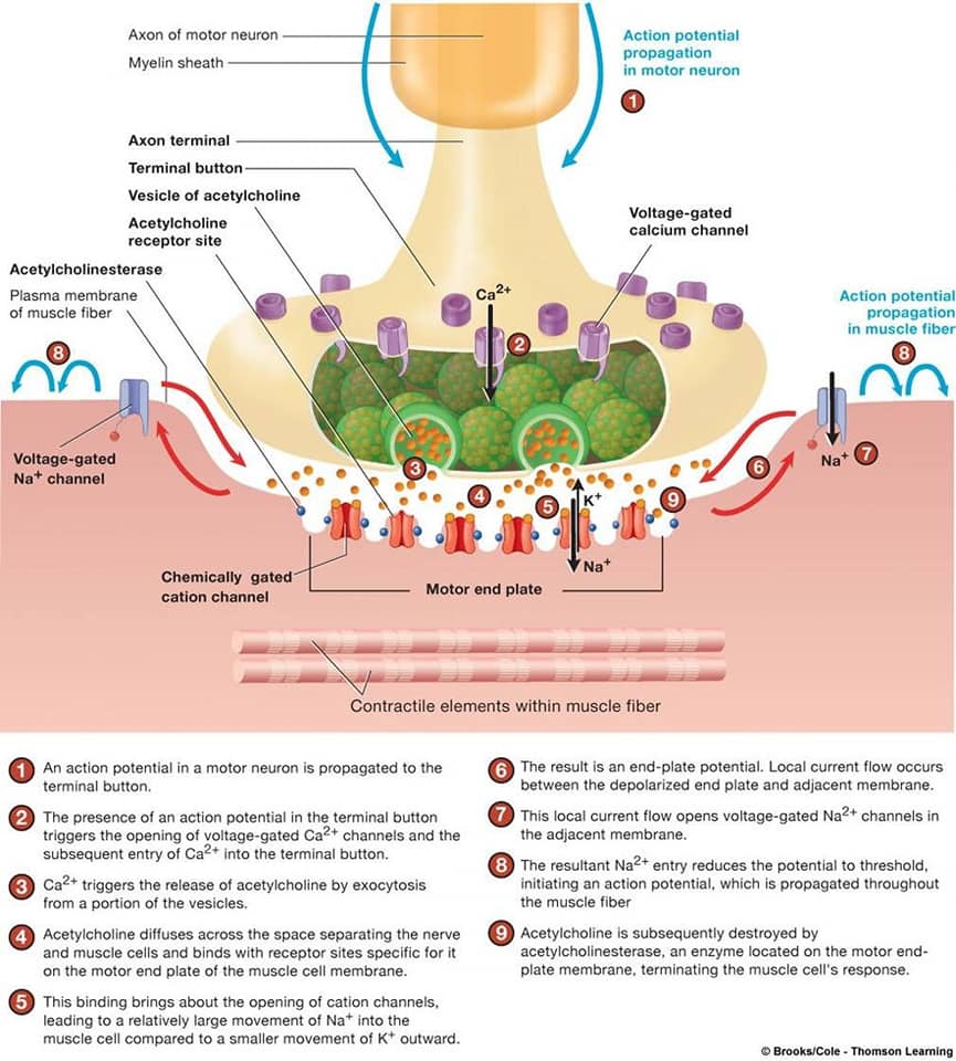 Excitation Contraction Coupling For Dummies