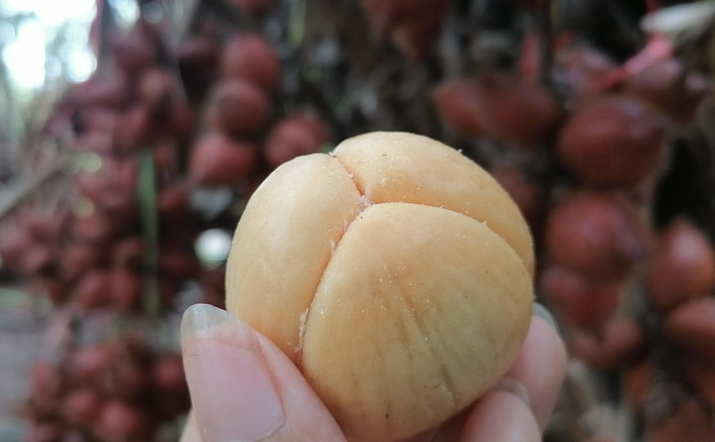 Ban Rai Organic - บ้านไร่ออร์แกนิค | Chanthaburi