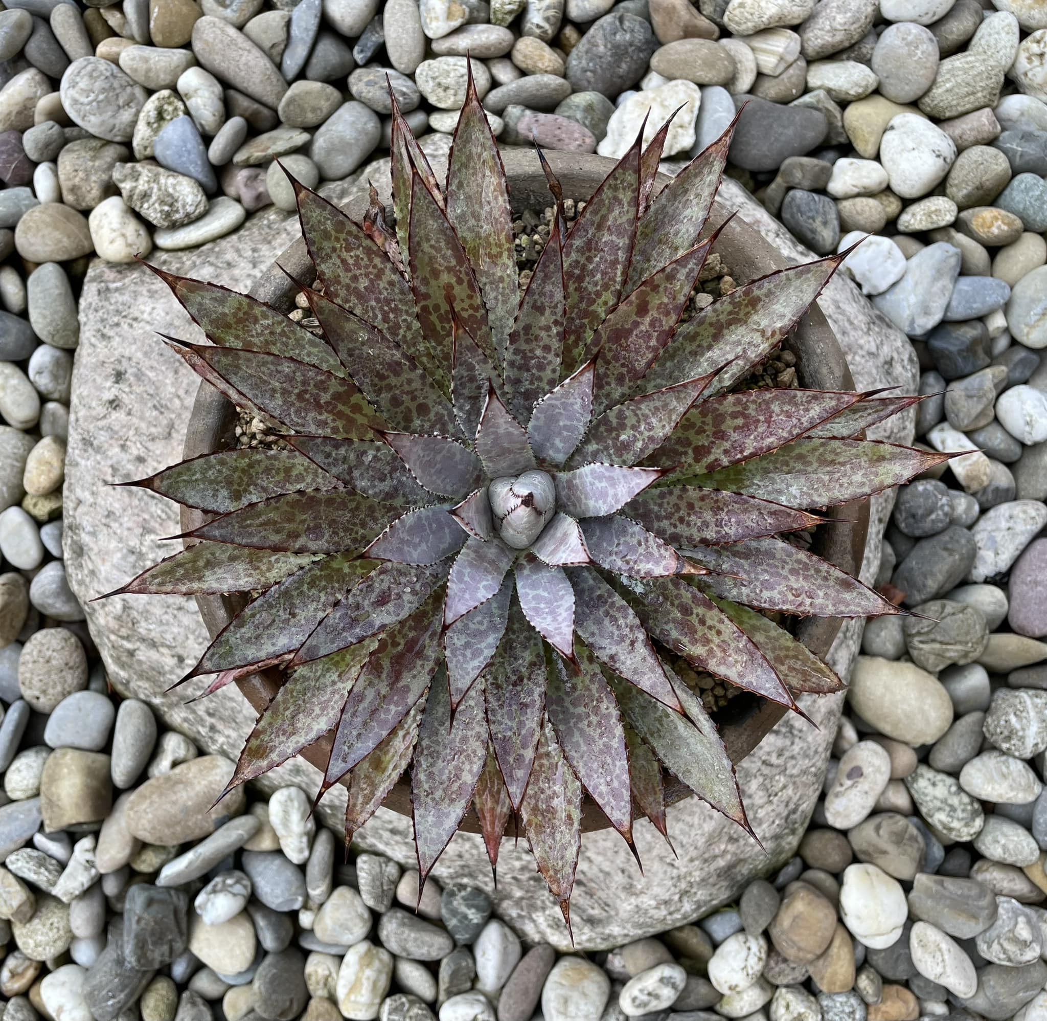 agave potatorum x bloodspot 