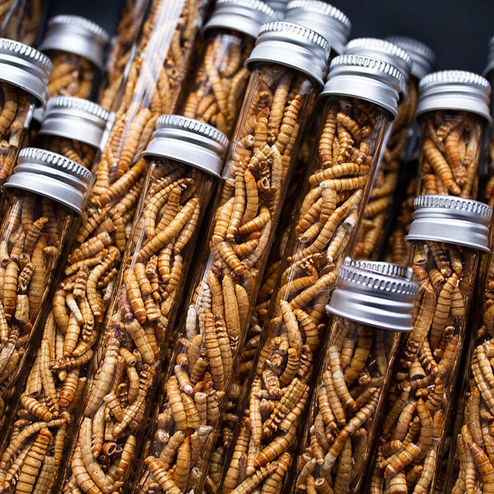 Snack-Insects - #snackinsects . . . . #snackinsects...