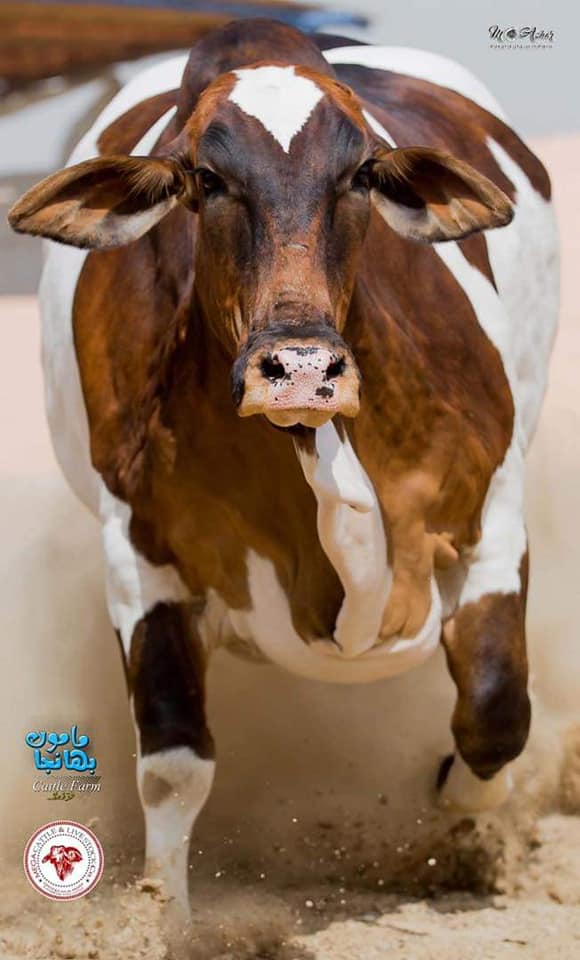 Animal - Contact : 0310-2906777 AFTER COWSSS ITS TIME FOR SOME BULLS 🙈 ...