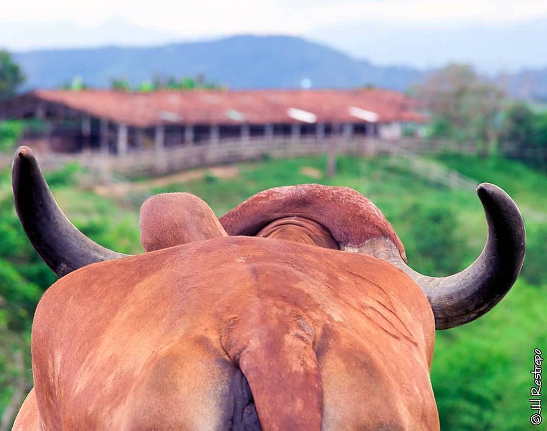 Ganadería - #ToroDelDia Conoce a #GengisKhan es uno de los nombres más ...