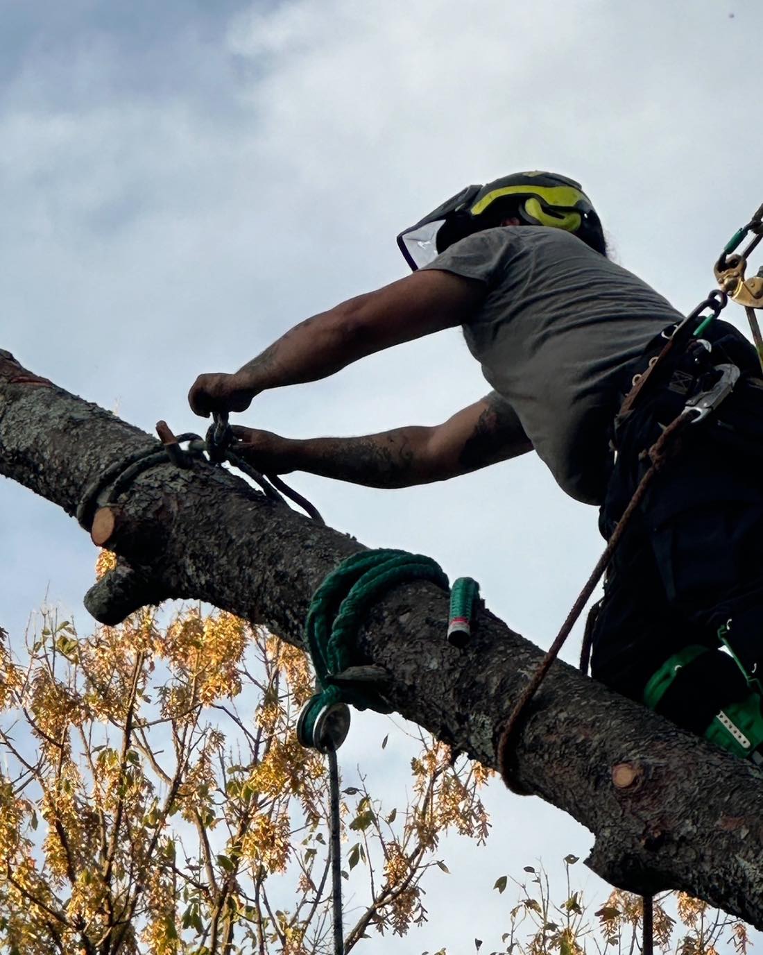 American Tree Men | Liberty MO