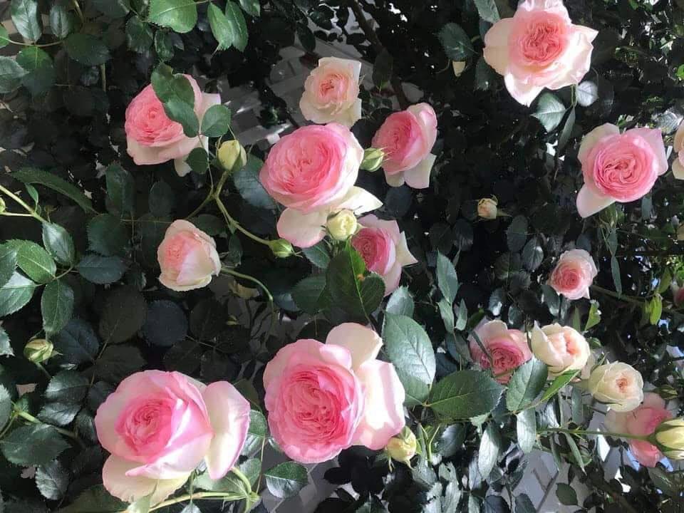 Розы в Израиле - Roses in Israel! | Facebook