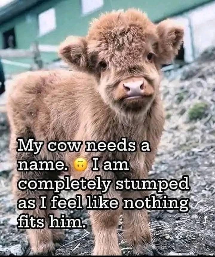 COW LOVERS | Great photography 🥰🥰 | Facebook