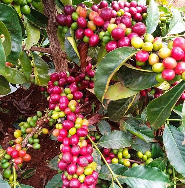 Have you ever wondered why... - Coffee Farmers Kenya Ltd | Facebook