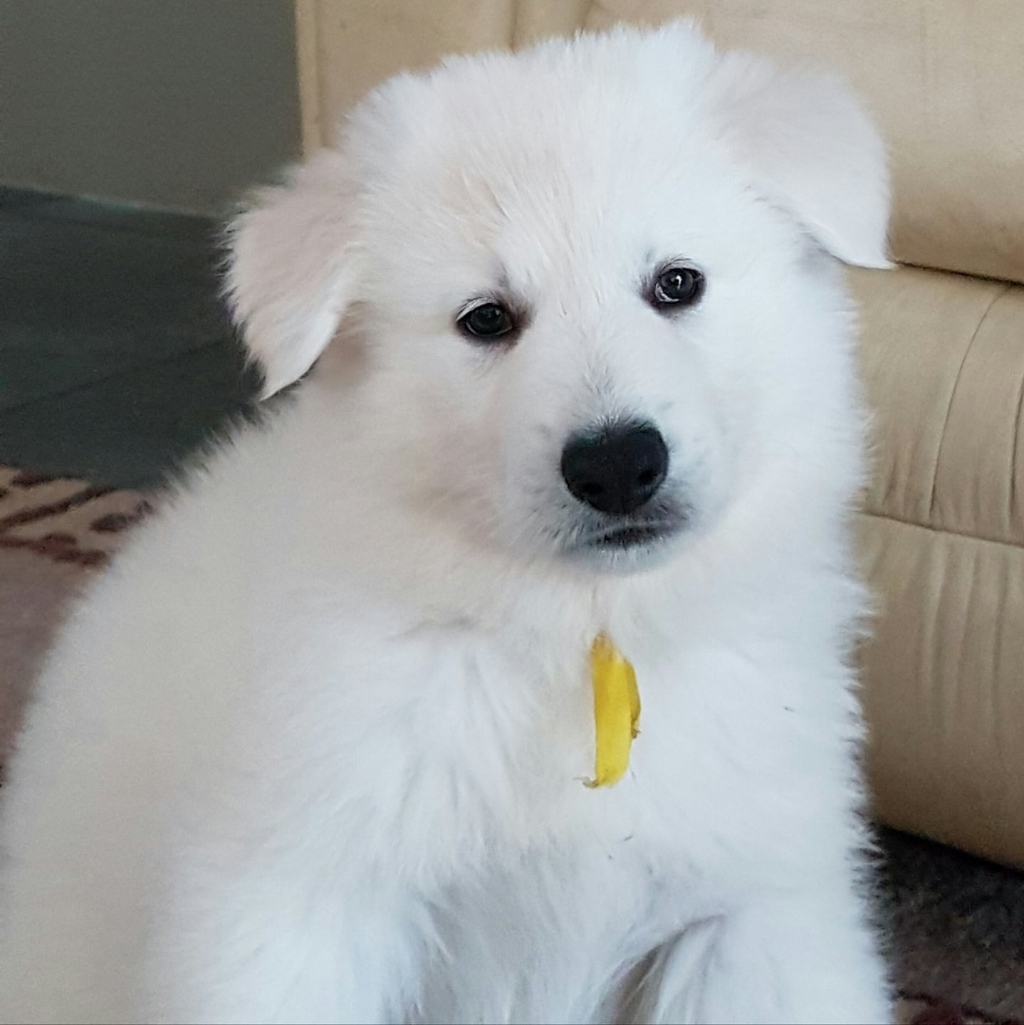 Breakfast time while mum is outside | Kalimna White Swiss Shepherds