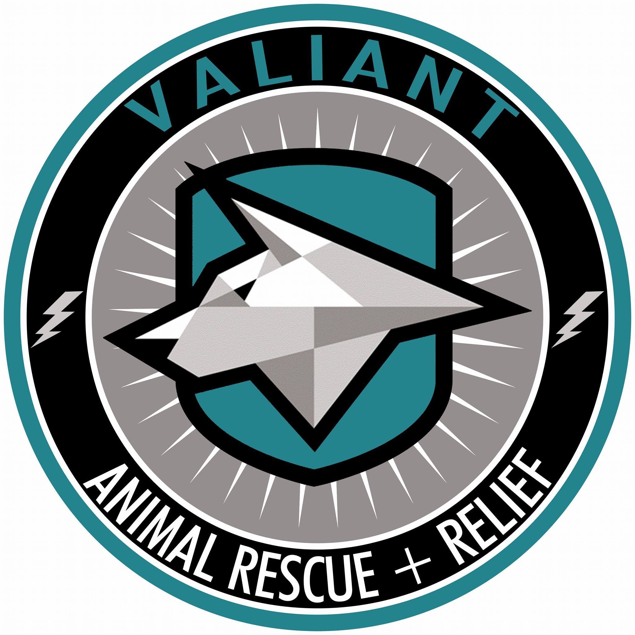 Valiant: Animal Rescue + Relief - Sophie the botched eared female pitty ...