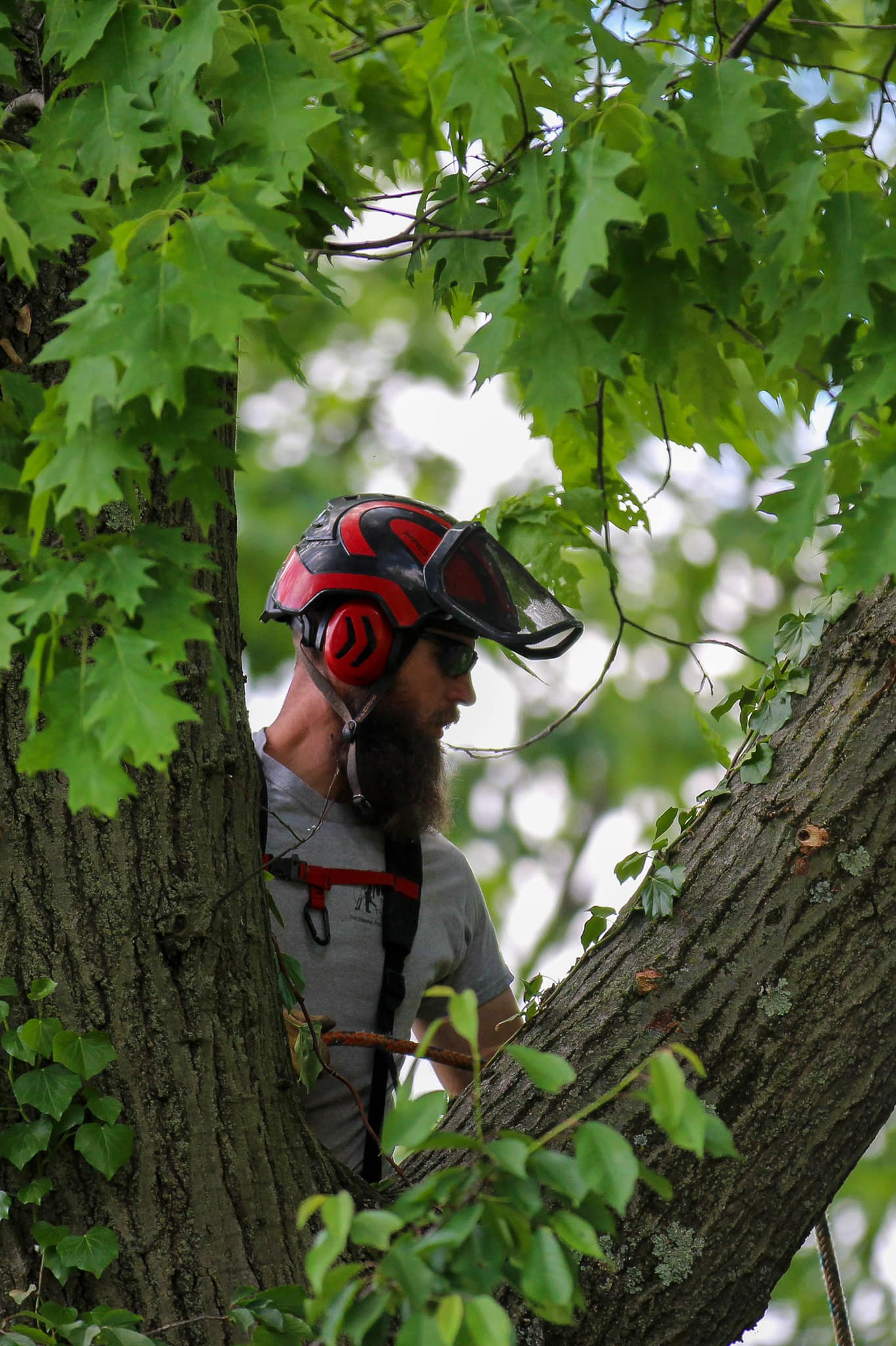 Matt’s Tree Services