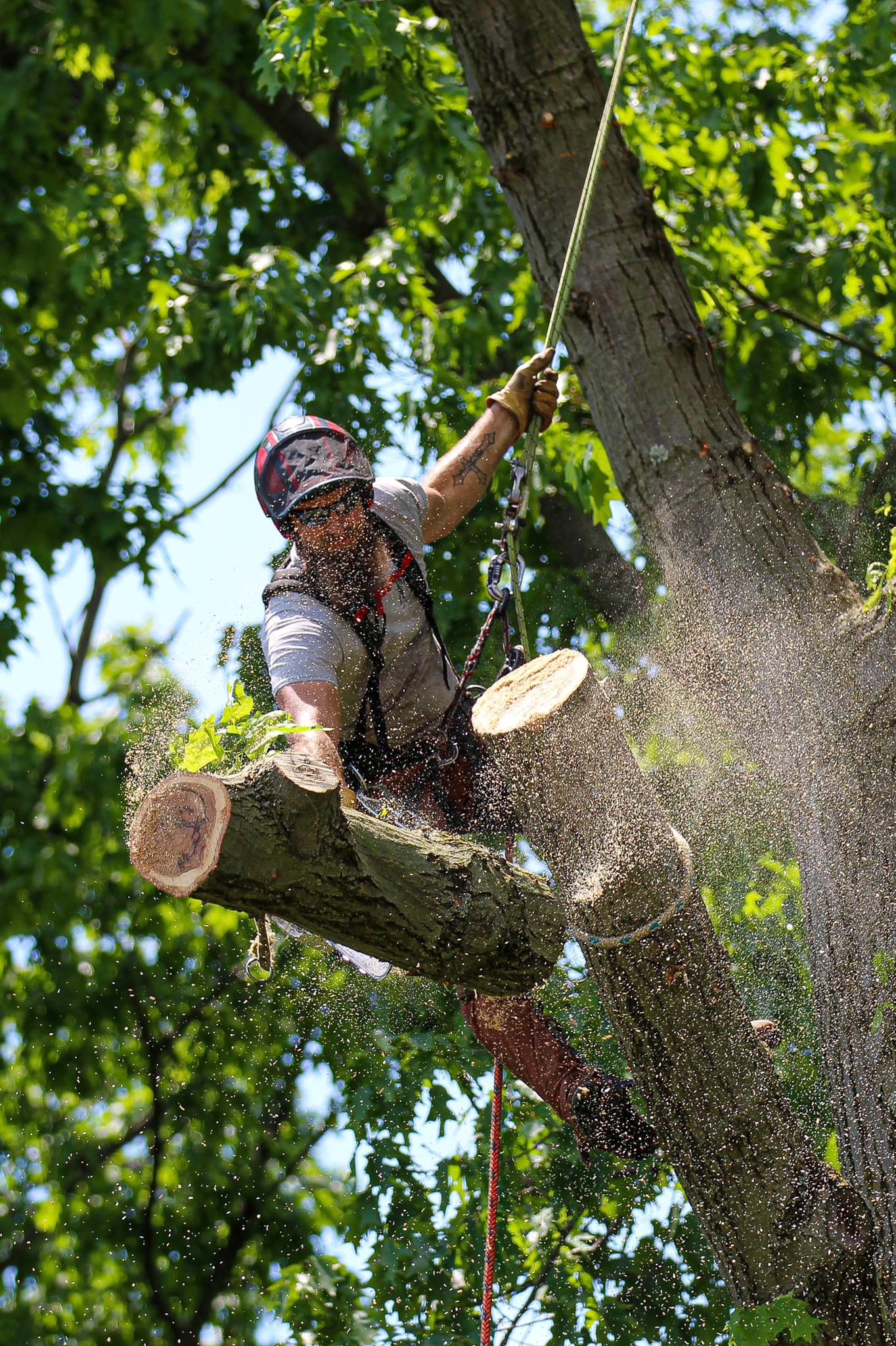 Matt’s Tree Services