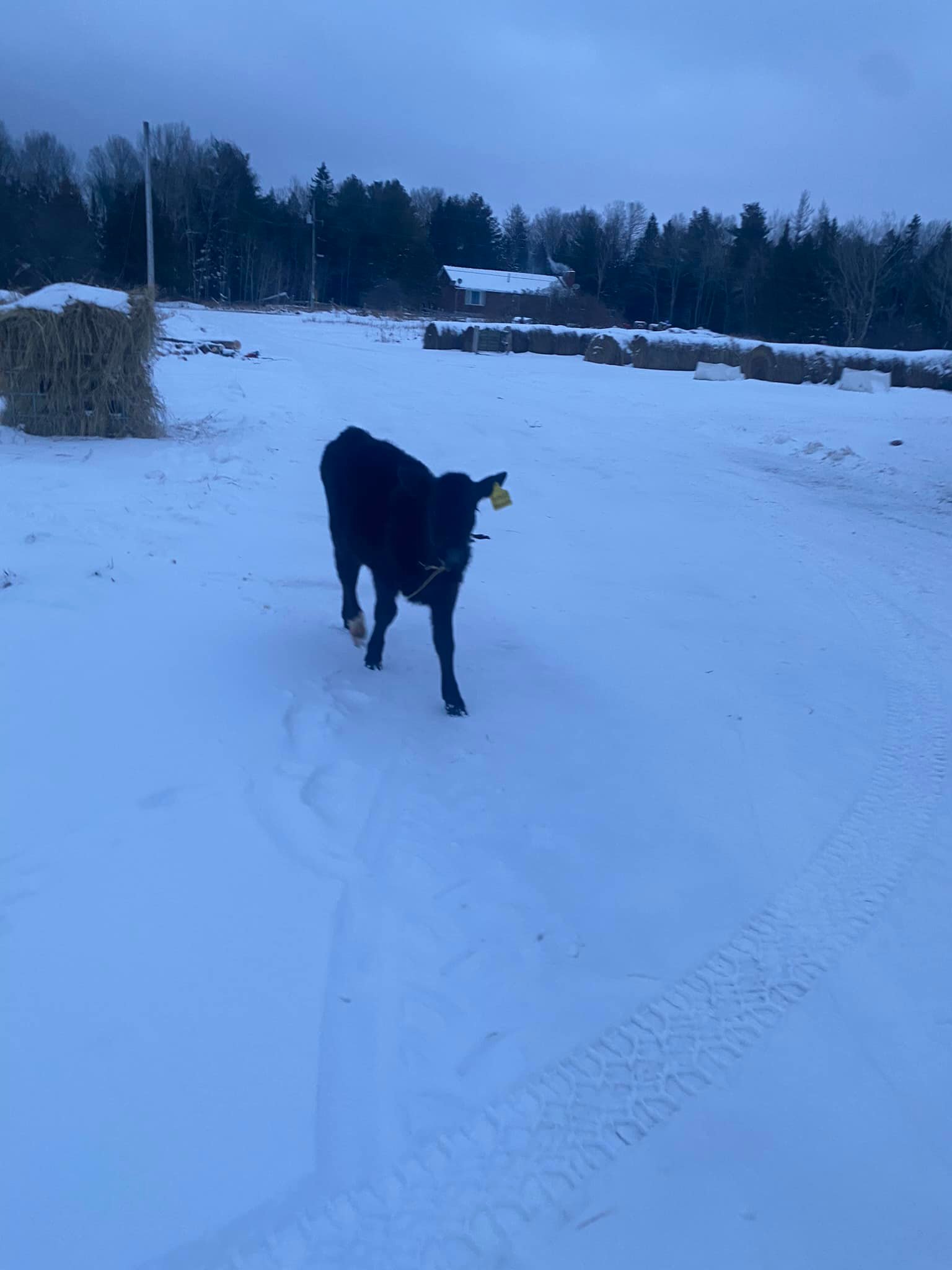 Limestone Ridge Farms