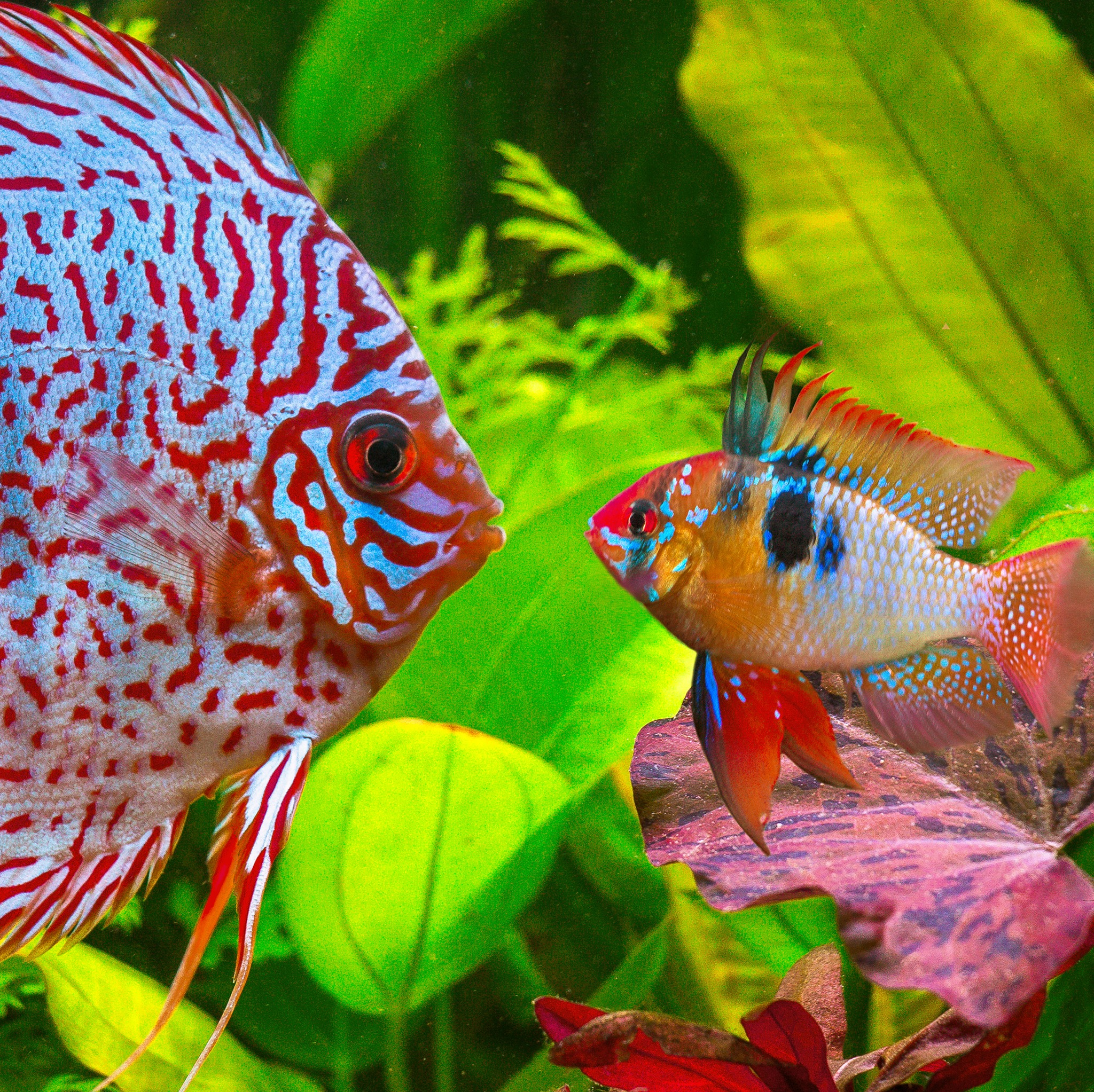Discus.ae - Our special German Blue Rams and STENDKER...