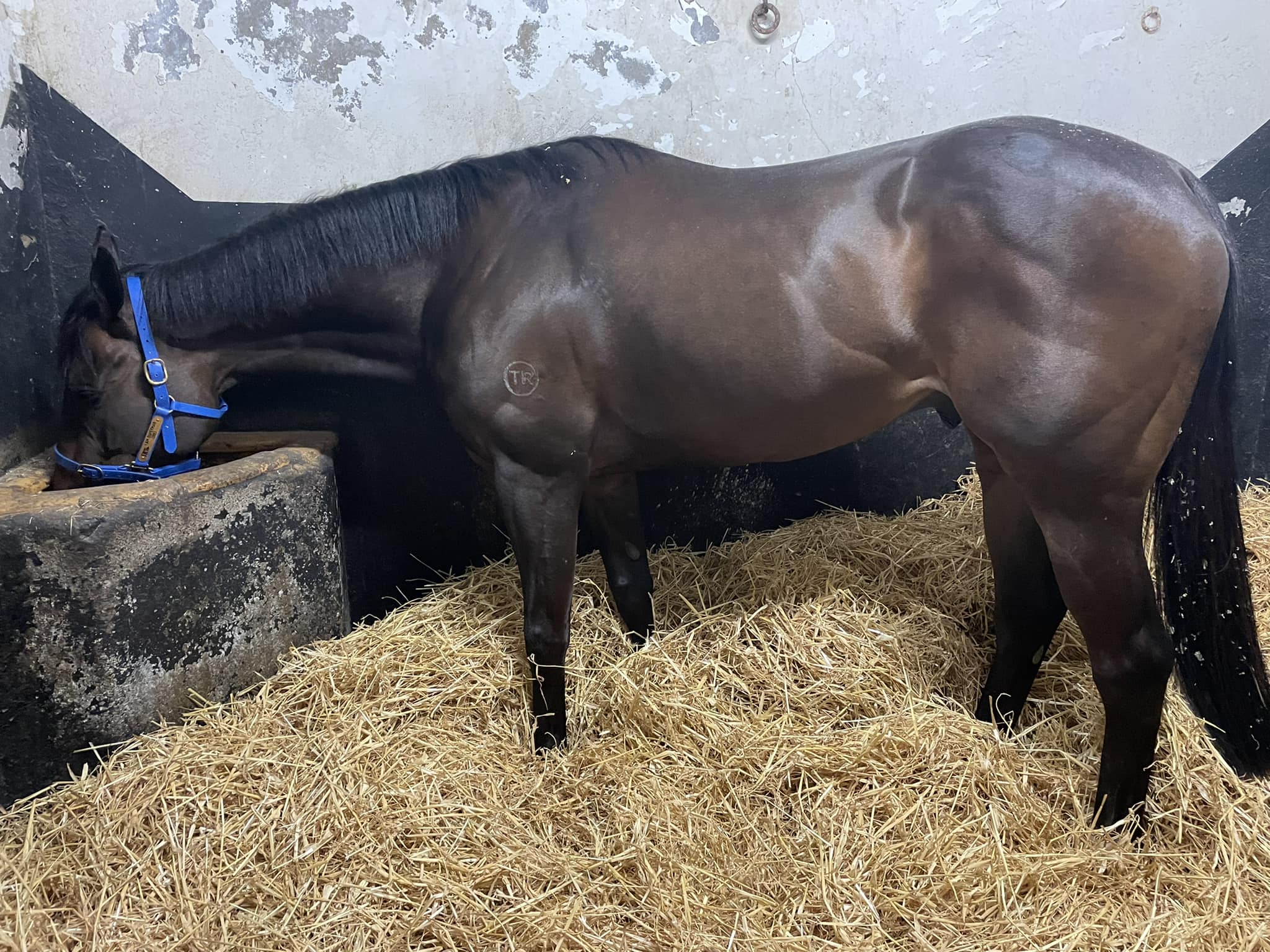 Michael O'Callaghan Racing | Dunlavin
