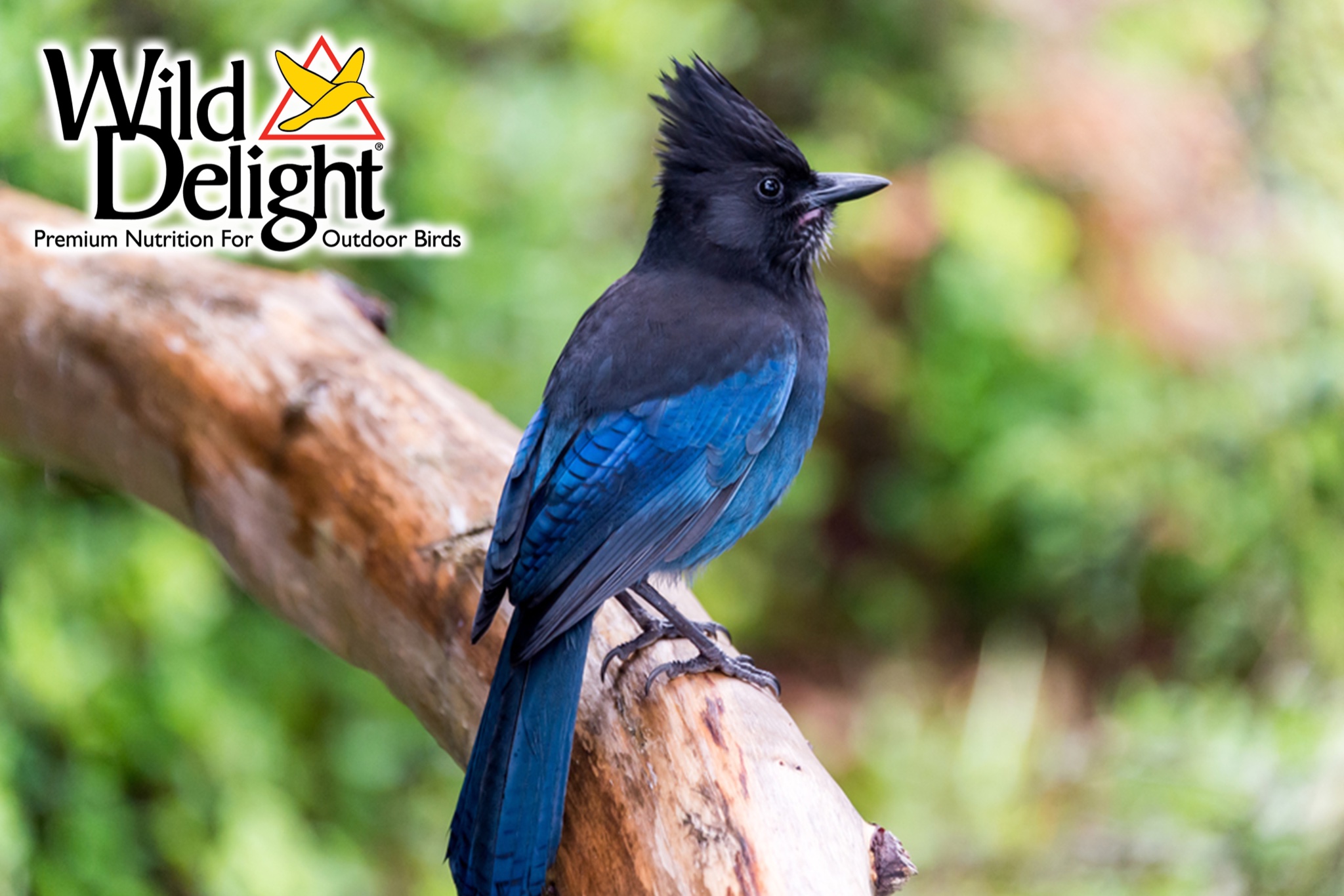 Several bird species are being renamed, including the stellar's jay