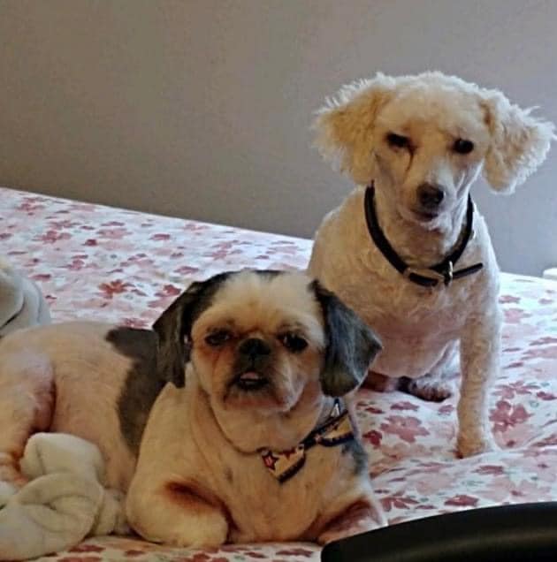 Update: Foster found!!! We will... - Lil Rascals Dog Rescue
