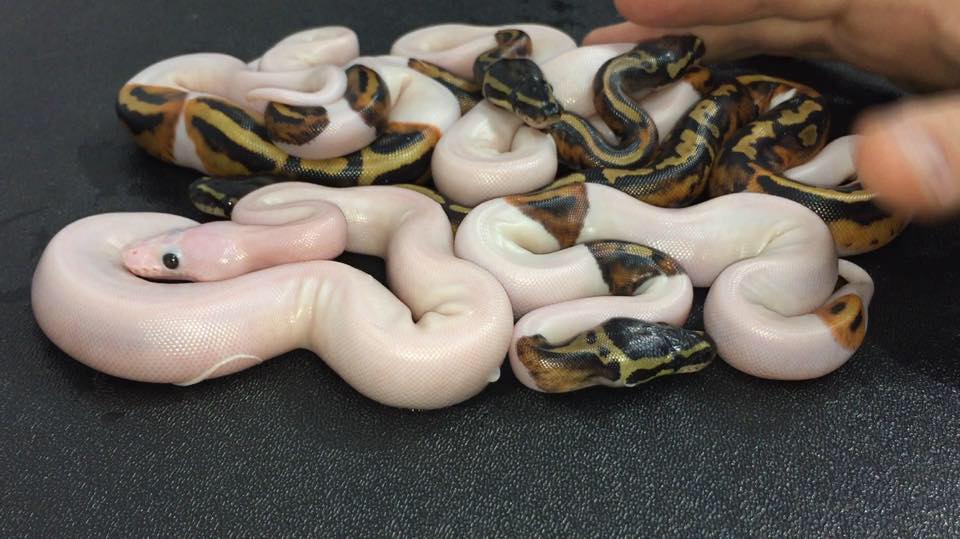 MorphMarket - OD Fire Lesser Leopard Crypton 66% Ph DG Ball Python by ...