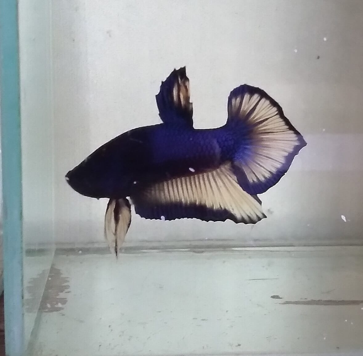 Manguppybetta paka | Paka
