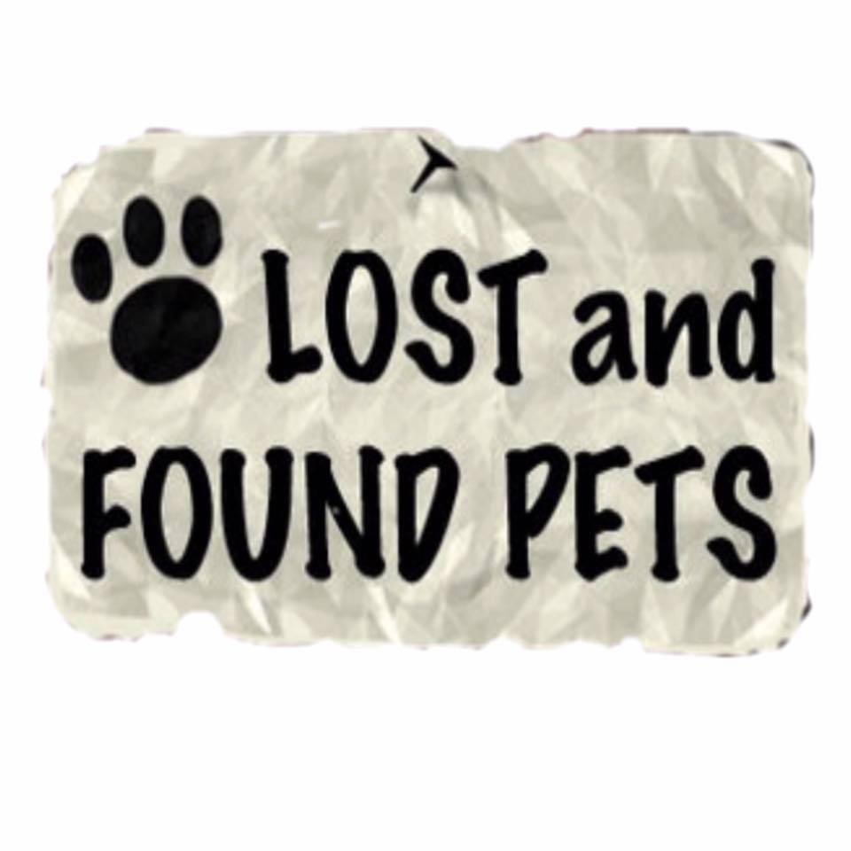 update found safe “”””... - Wicklow lost and found animals | Facebook