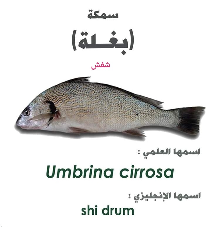 صيد - سمكة البغله (الشفش) ه:::::::::::::::::::::::::::::::: يقولوا ...