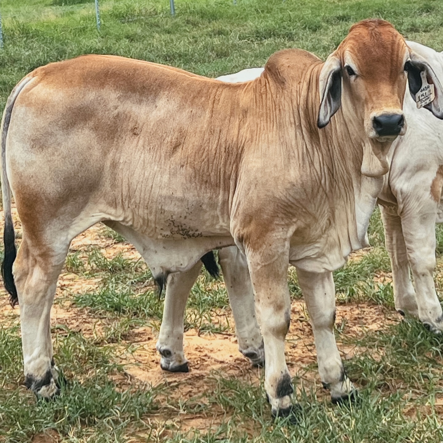 Flying Diamond Ranch | Pleasanton TX