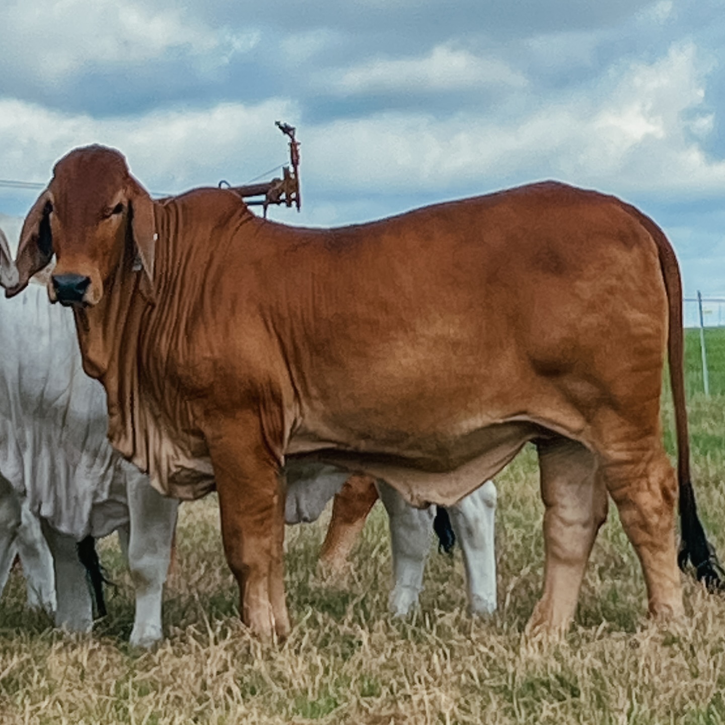 Flying Diamond Ranch | Pleasanton TX