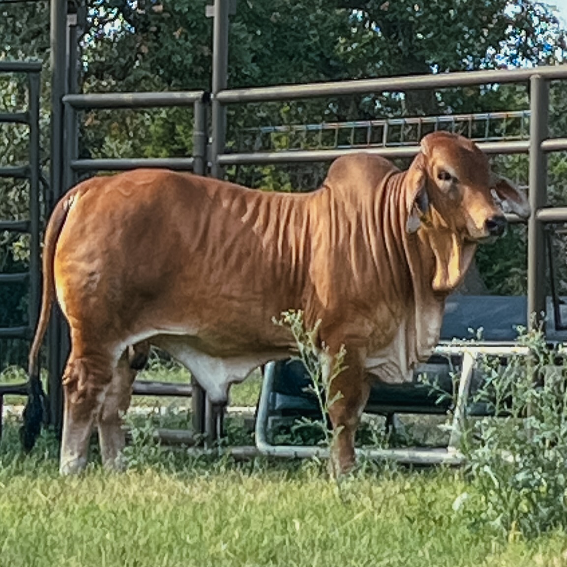Flying Diamond Ranch | Pleasanton TX