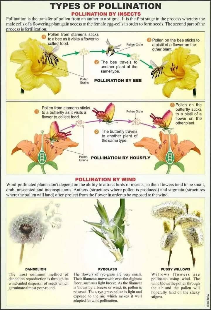 Biology Ocean - Types of pollination Biology Ocean | Facebook