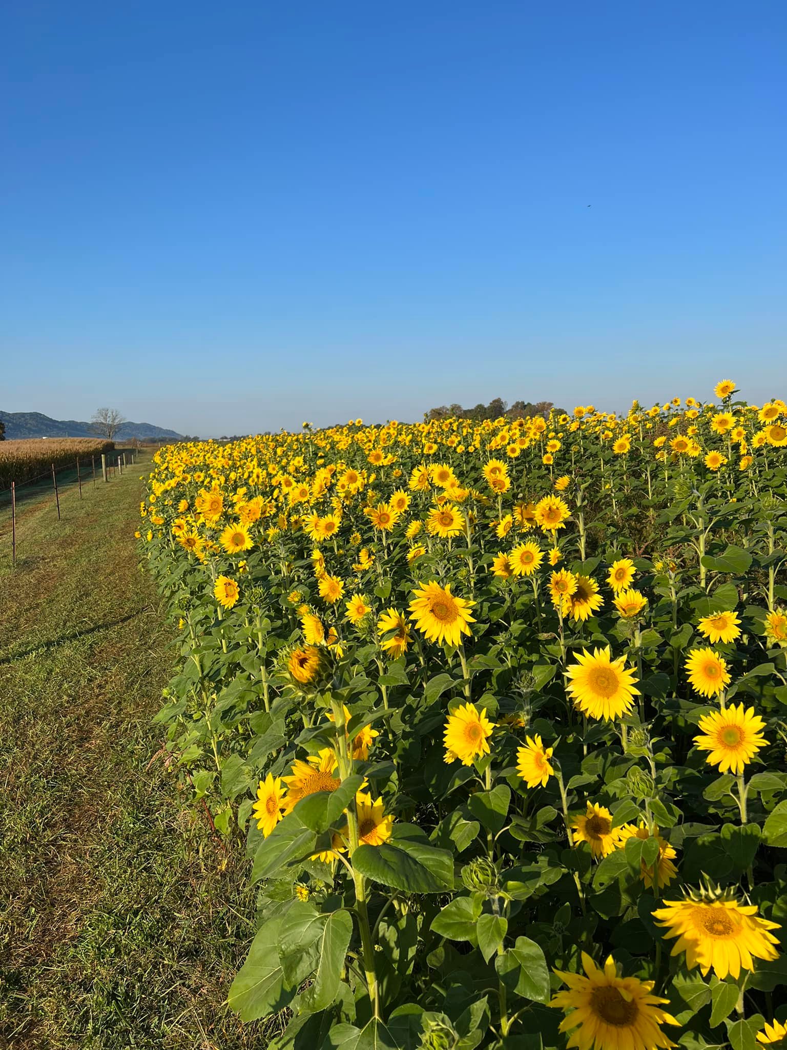 Goodmorning sunshine!!! The... - Arrow B Ranch, LLC