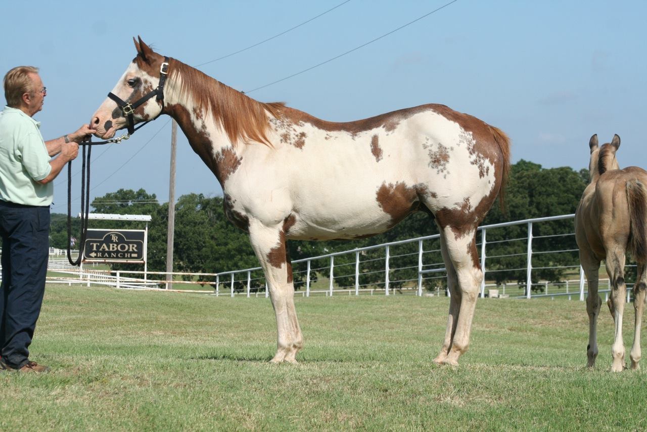Tabor Ranch | Aubrey TX