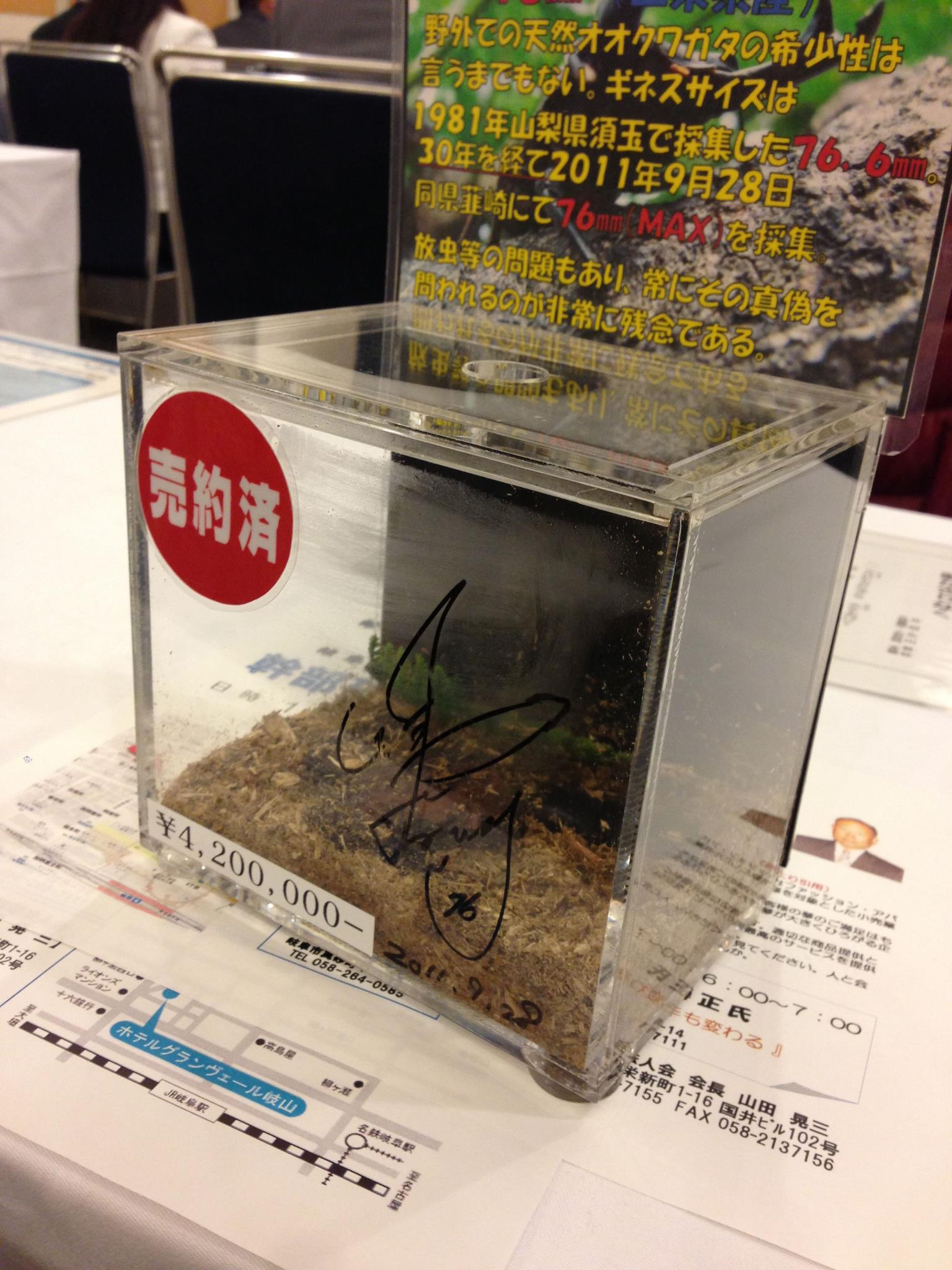 岐阜市中央倫理法人会 - 野平英一郎様が 日本一大きいオオクワガタを 