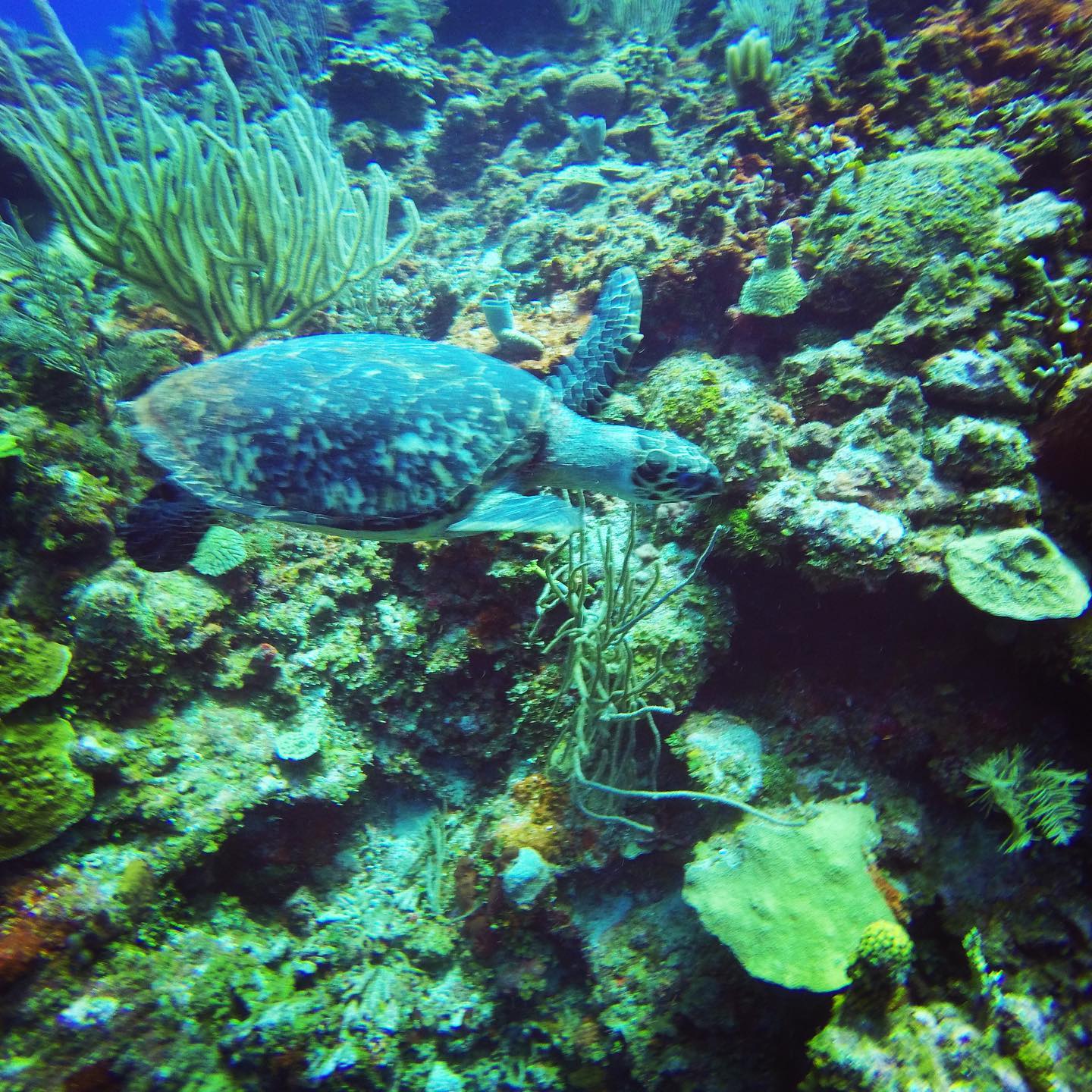 Paradise Point Roatan | First Bight