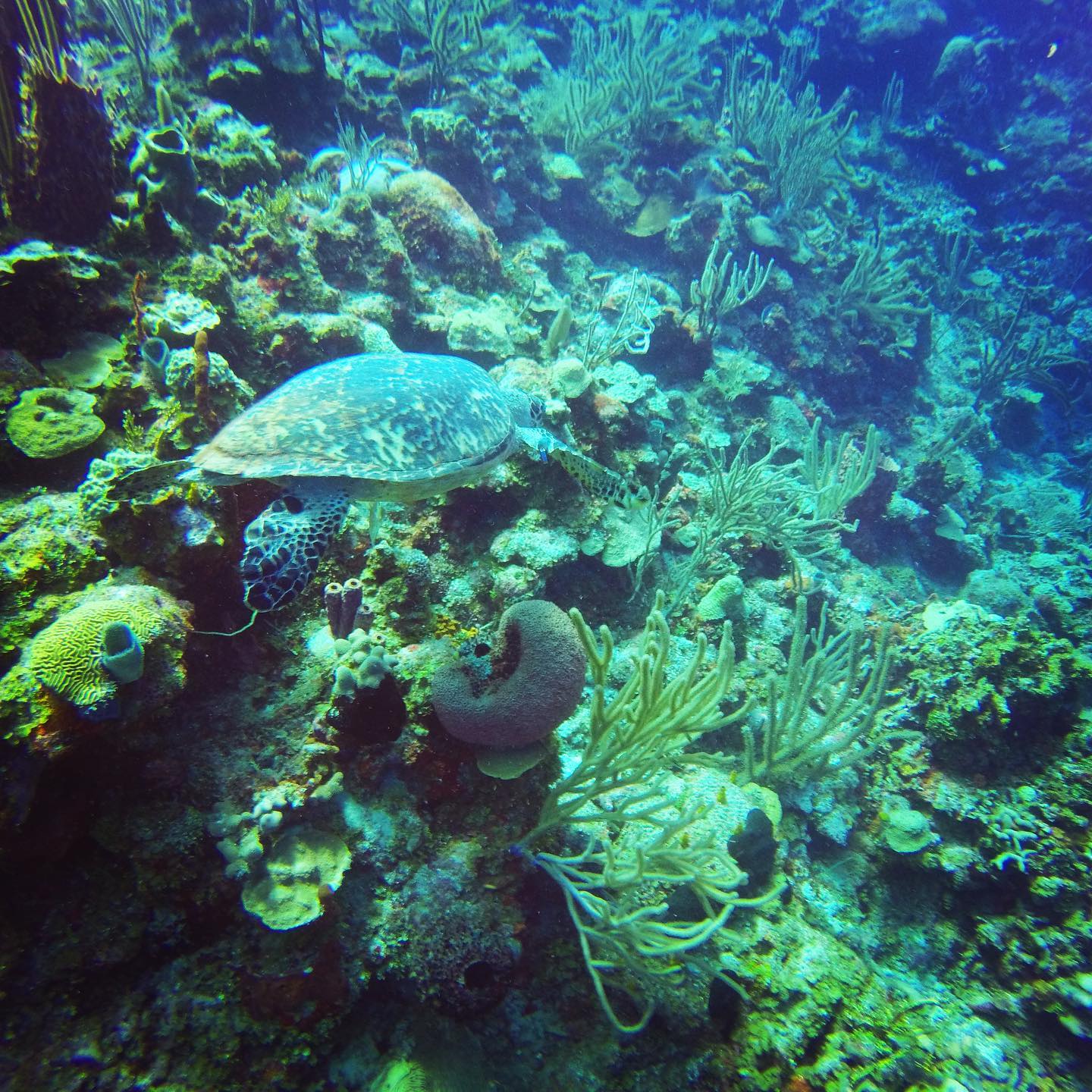 Paradise Point Roatan | First Bight