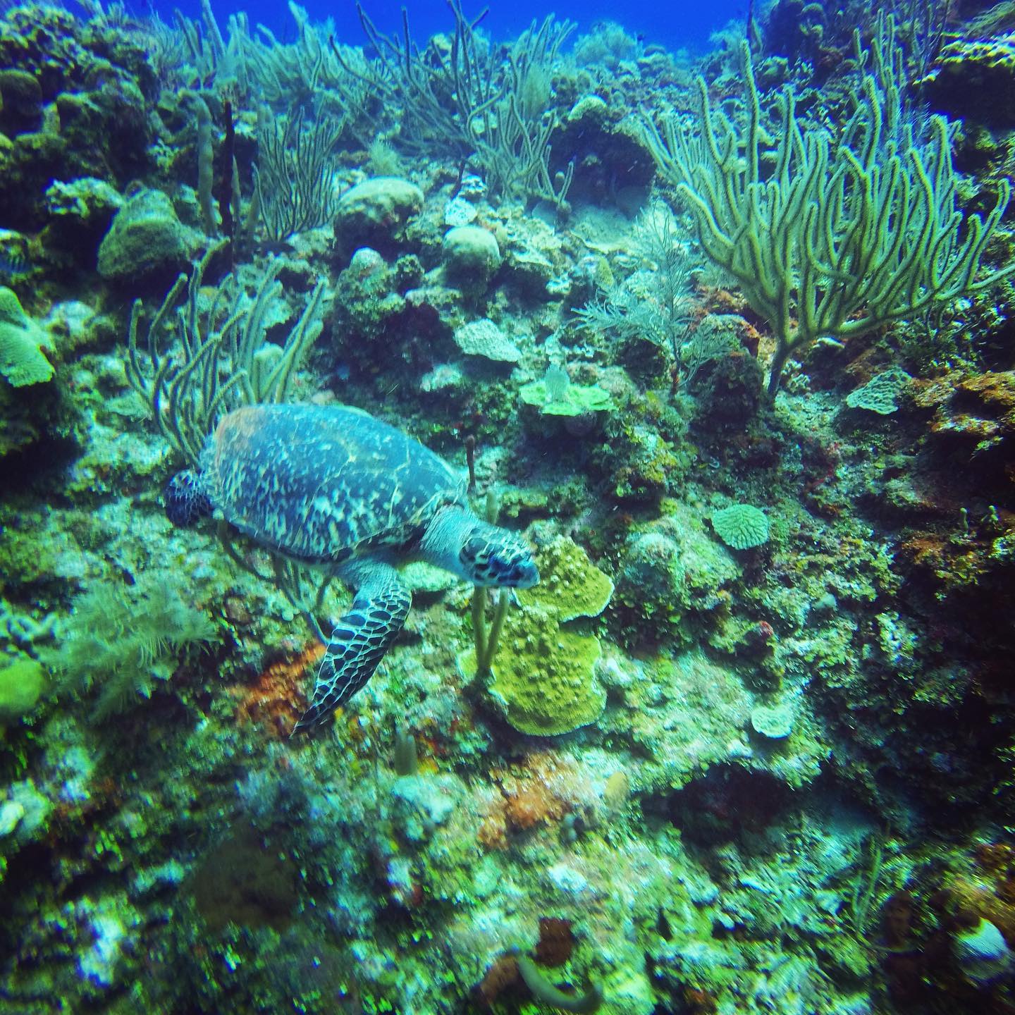 Paradise Point Roatan | First Bight