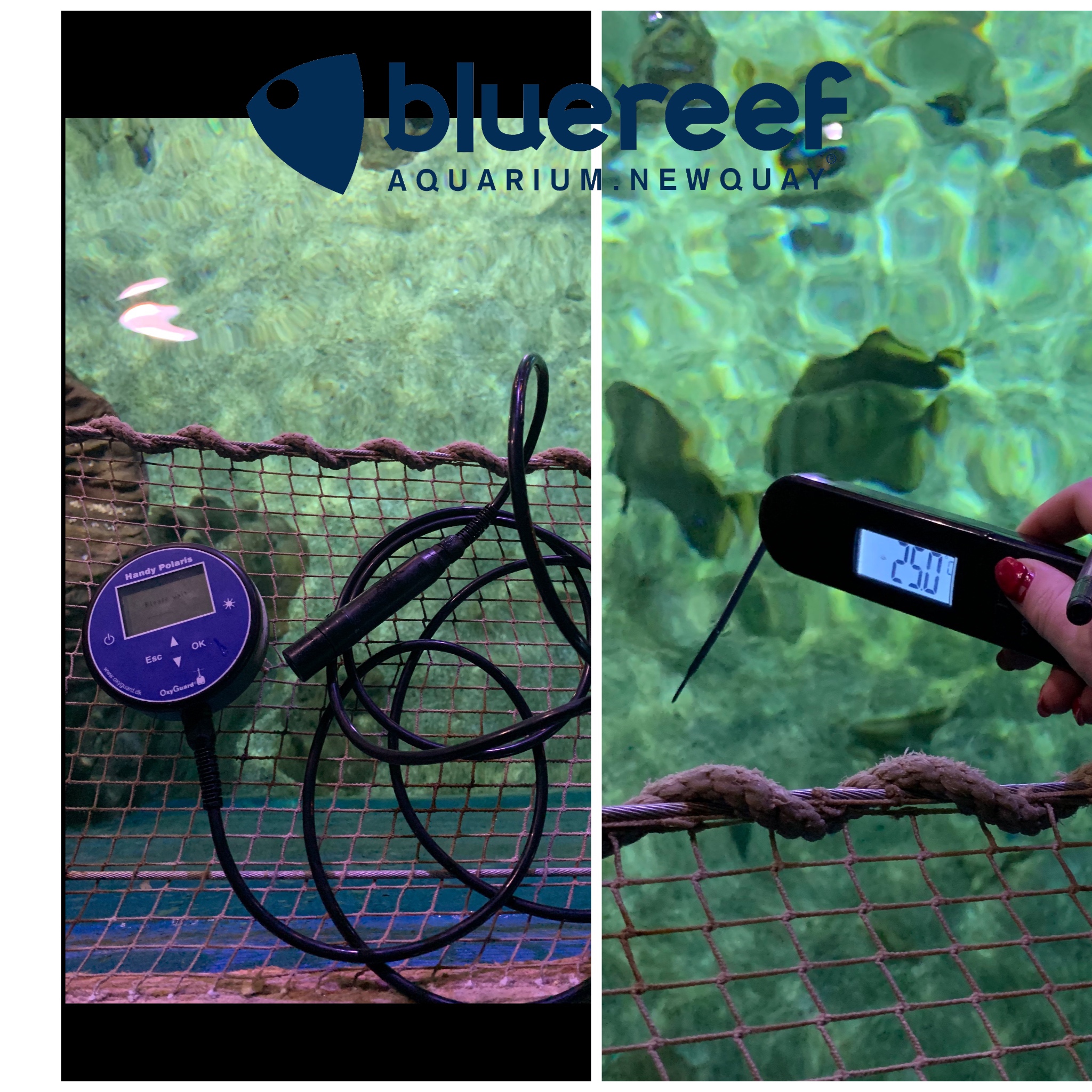 Curated visual reference: Picture Idea: Blue Reef Aquarium Newquay Our Aquarists Monitor Our 40 Exhibits