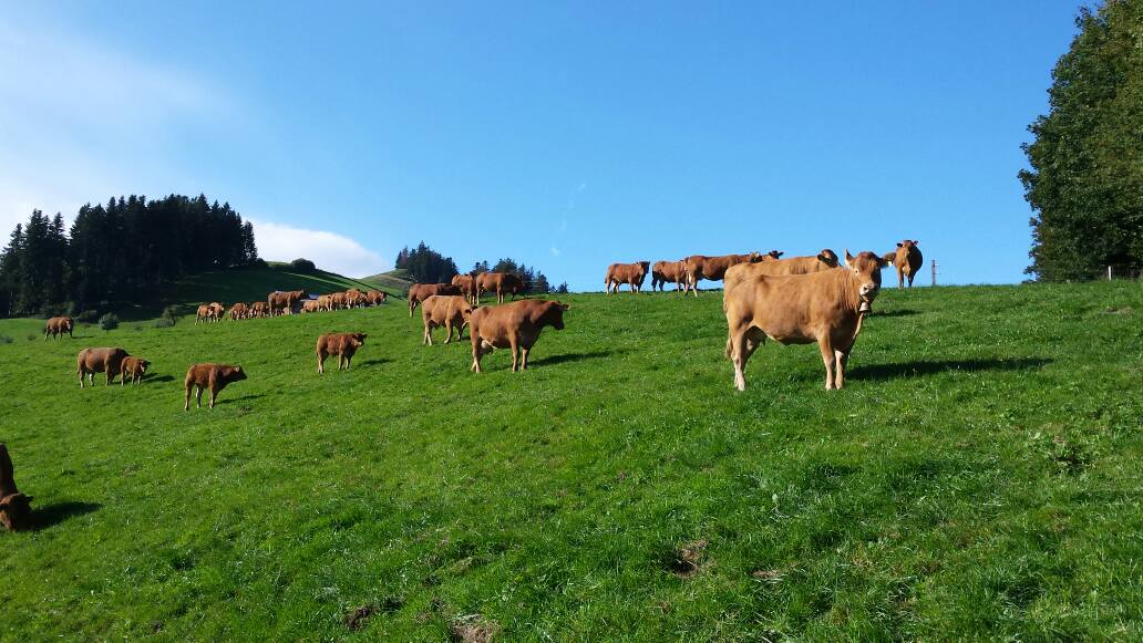 Birrer Limousin