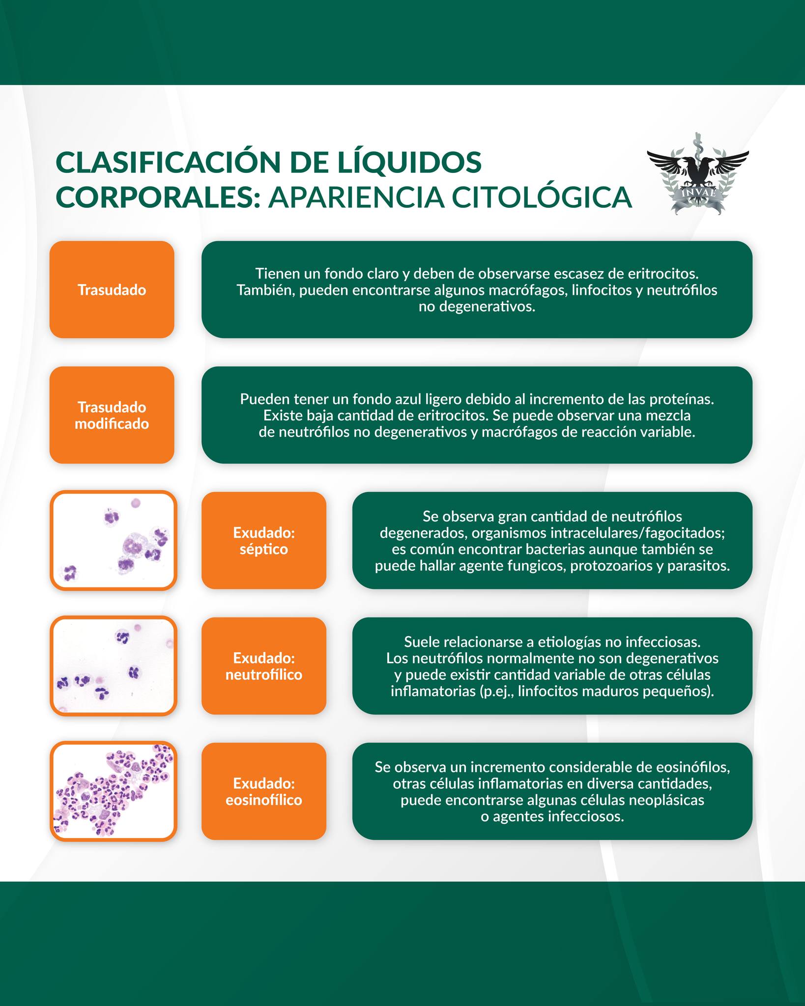 INVAE - Los líquidos corporales son líquidos como la sangre, linfa ...
