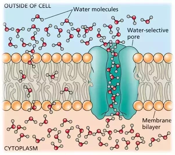 BIO by Monkung - หากคิดเพียงโมเลกุลน้ำ 💧 (H2O)...