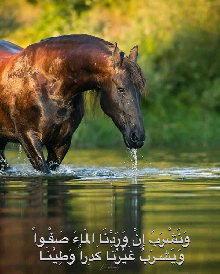المتنبي - أجمل بيت في الفخر في الشعر العربي من معلقة... | Facebook