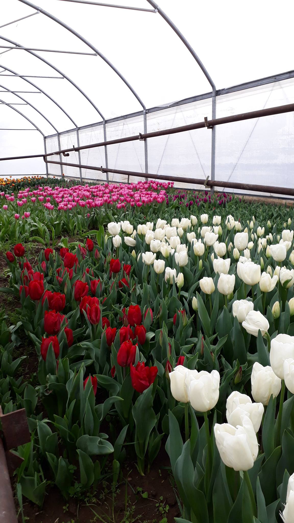 tulips-tbilisi