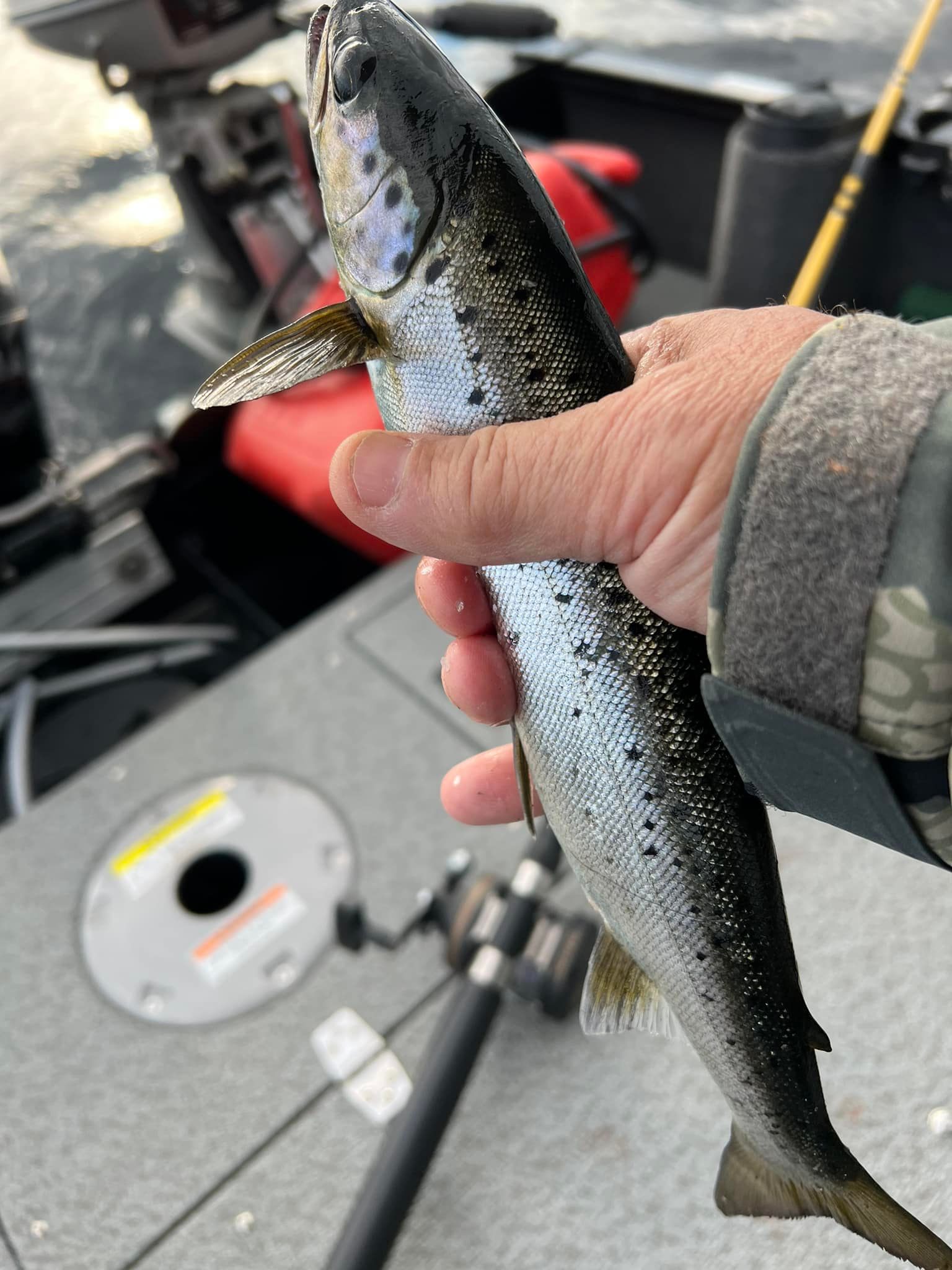 0000000 fly fishing boxes Aqua Box this rugged maxcuatro Size/Color:400lb Black Spinning Rod vs Baitcaster: