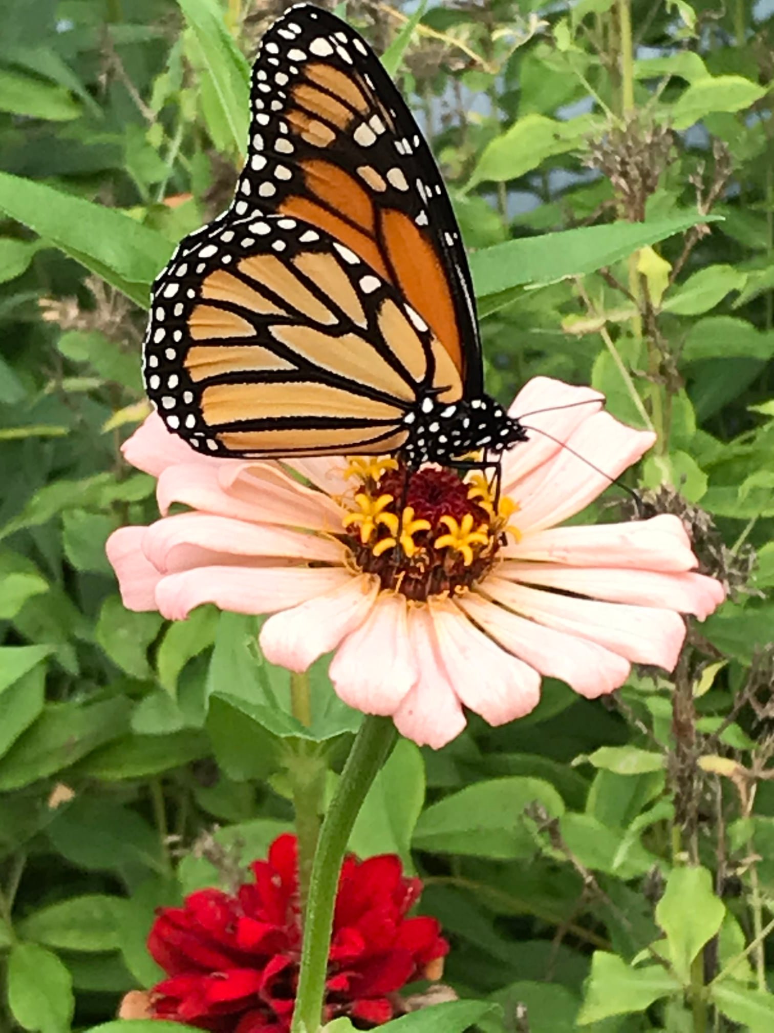 Butterfly slowly fluttering from flower to flower