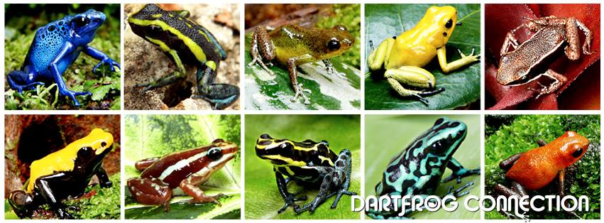 Dart Frog Connection