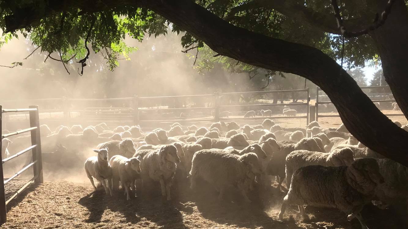 JOHN STANLEY LIVESTOCK | Wagga Wagga NSW