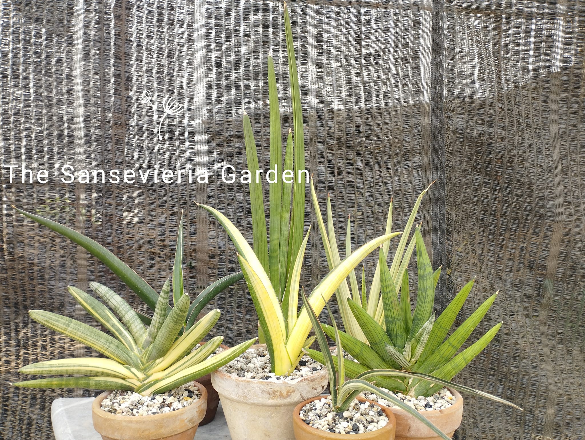 Sansevieria fischeri variegated - All pictures are of the actual
