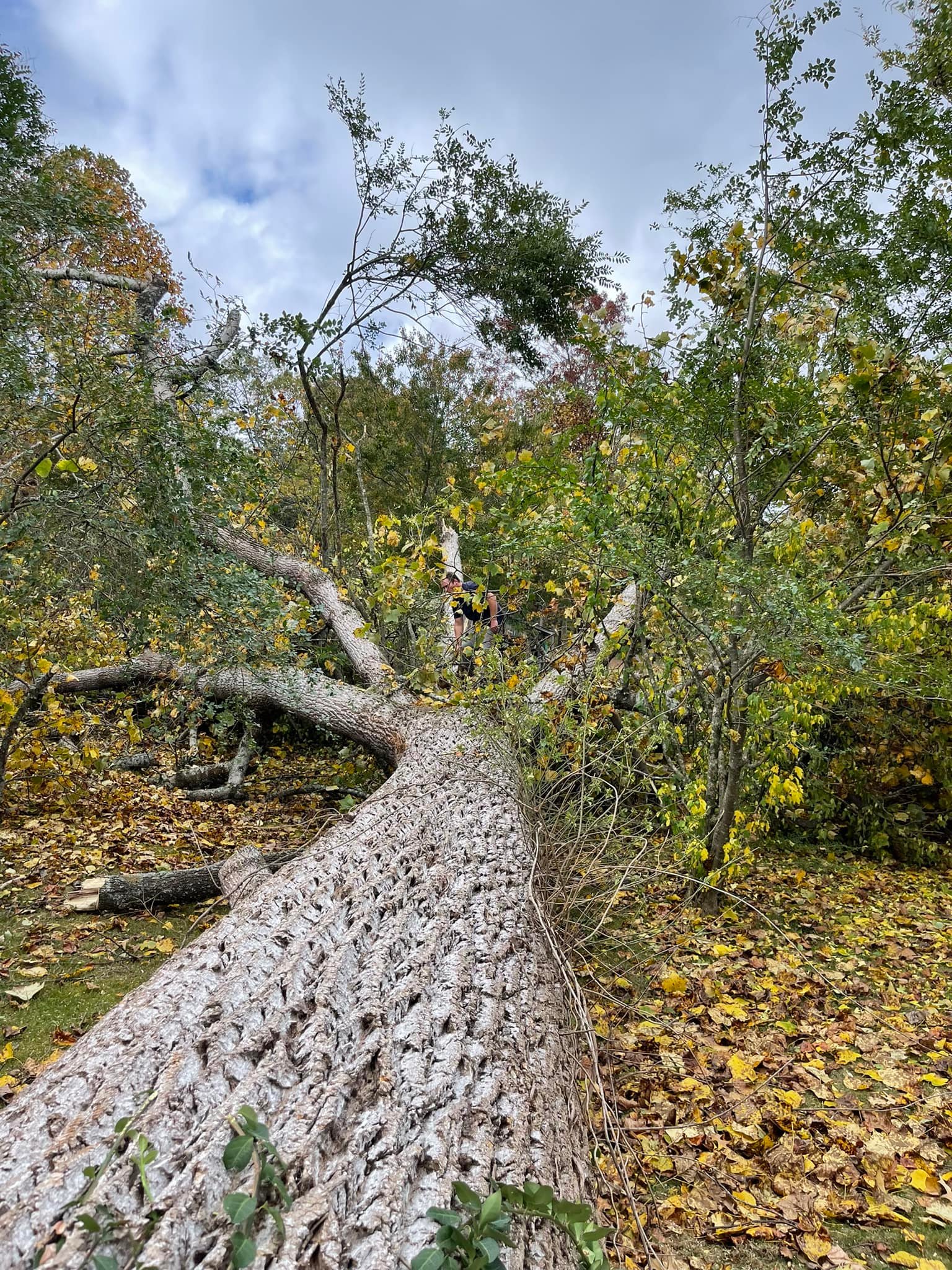 Asheville Tree Ninja LLC | Asheville NC