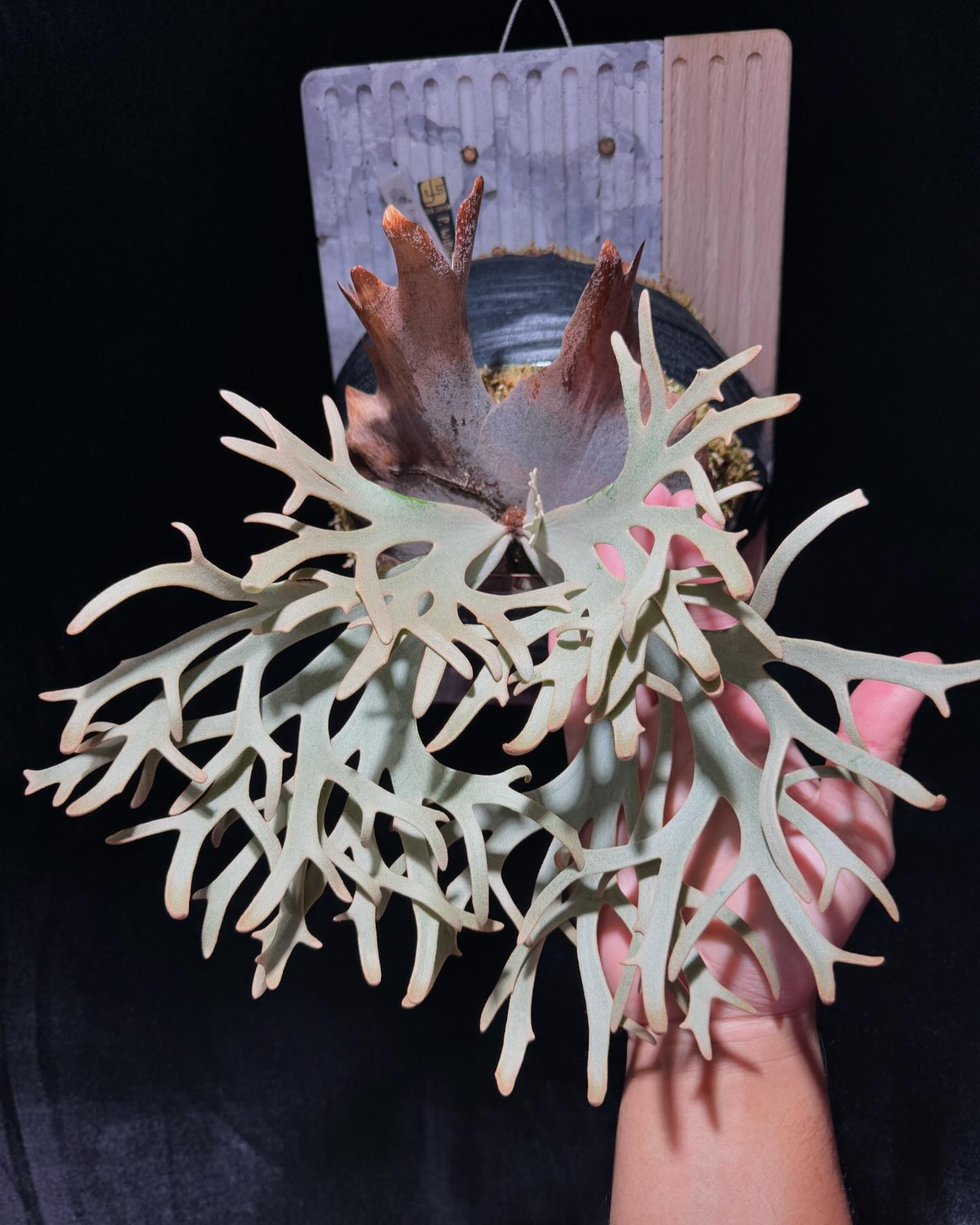 ふ*も様 P. willinckii 'Kaguya' spore【迦具夜】ビ