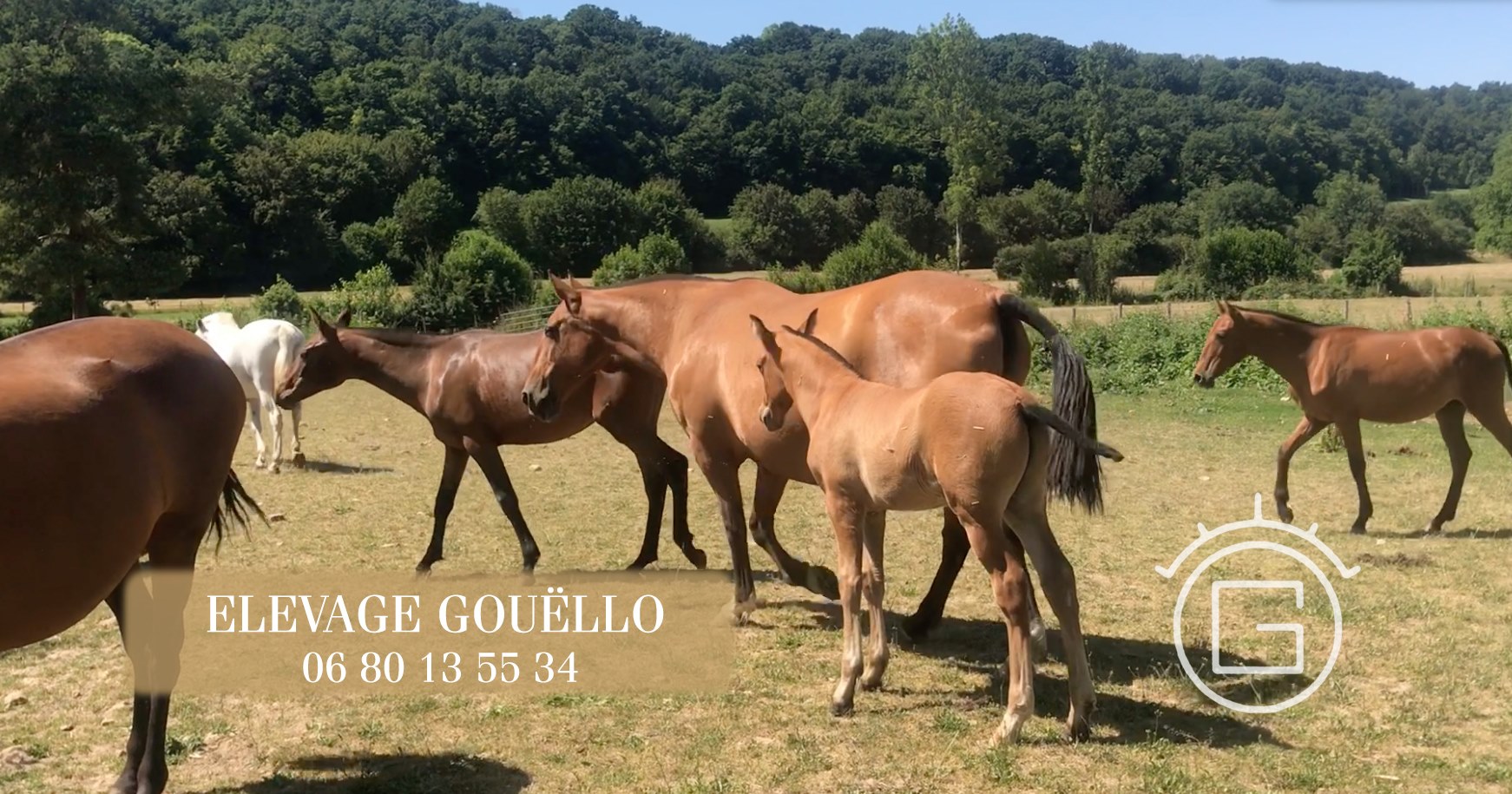 elevage-gou-llo-chevaux-pure-race-espagnole-verlin
