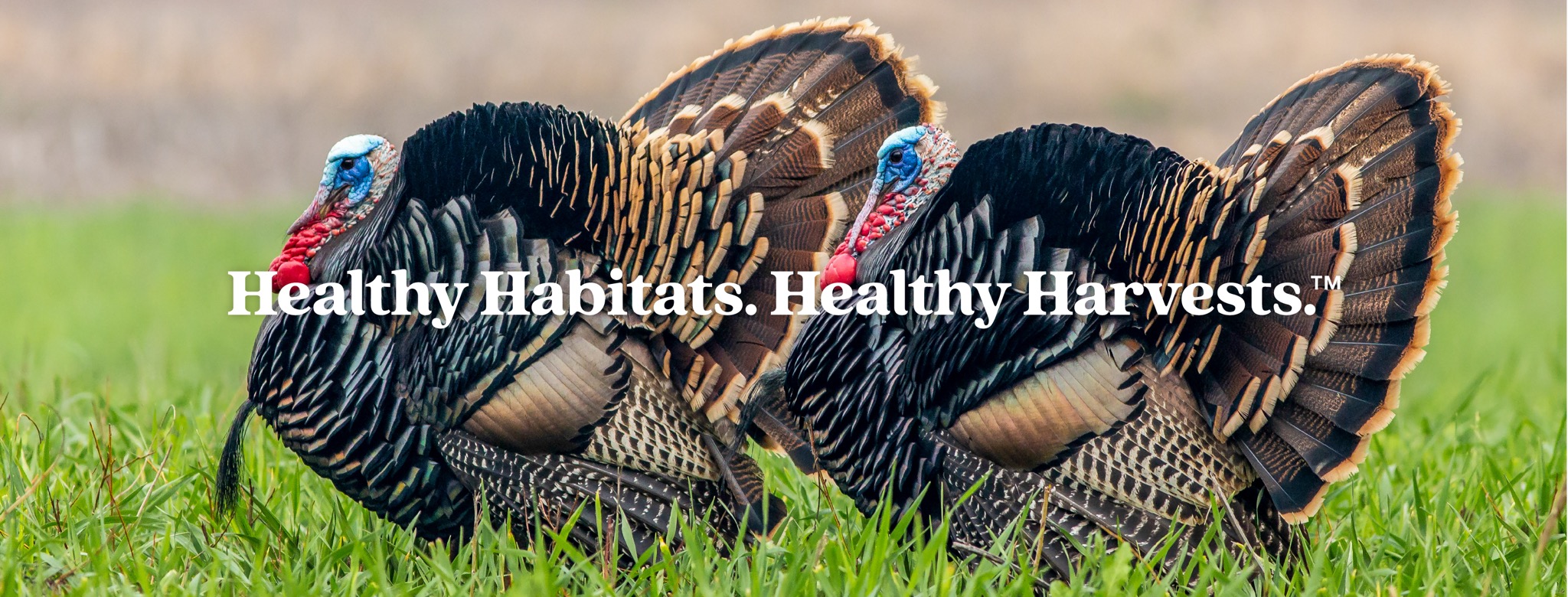 NWTF - Florida - Spring turkey season is almost here for north Florida ...