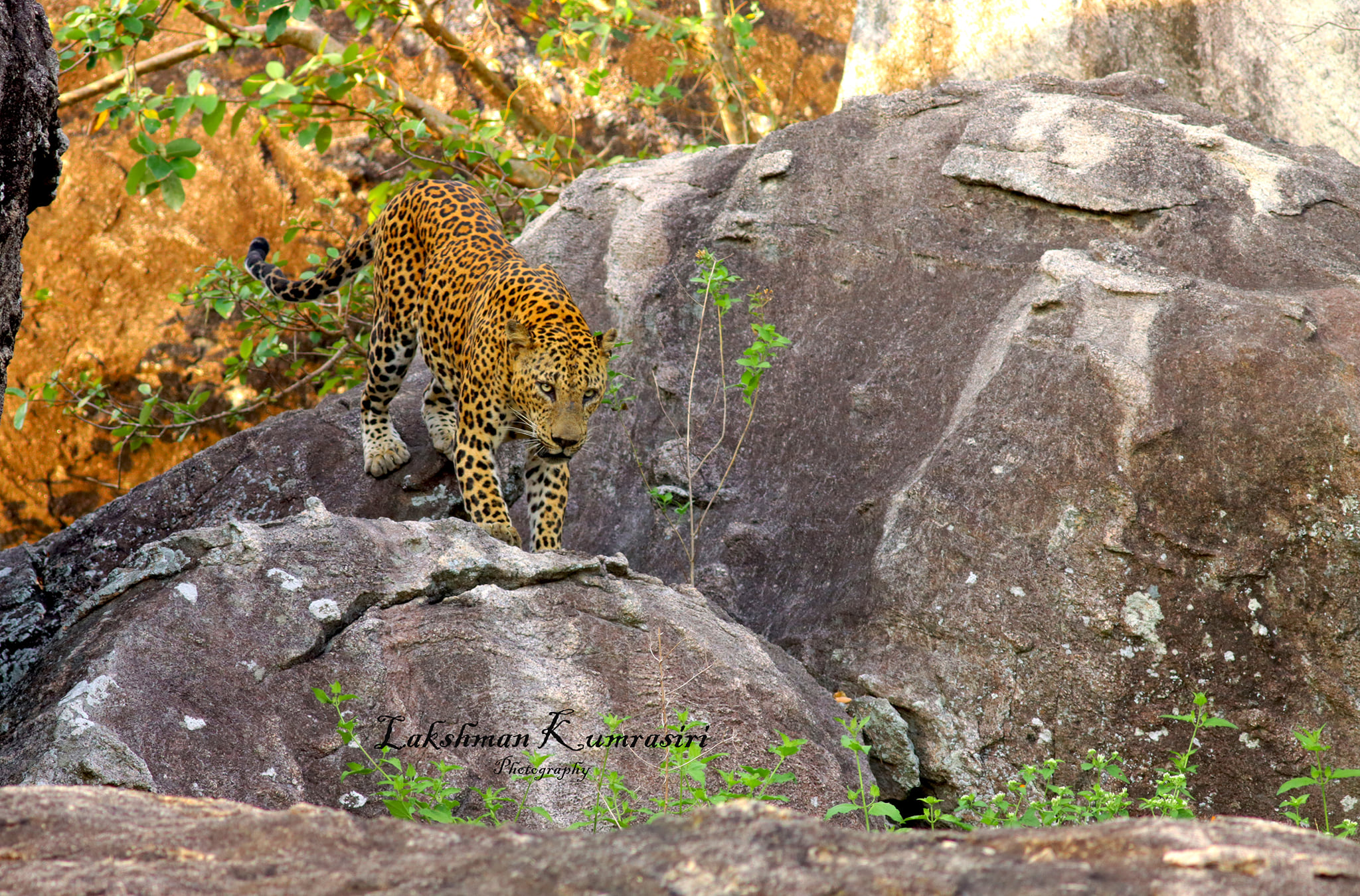Lakshman Kumarasiri Photography - දිවියා - Panthera pardus kotiya The ...